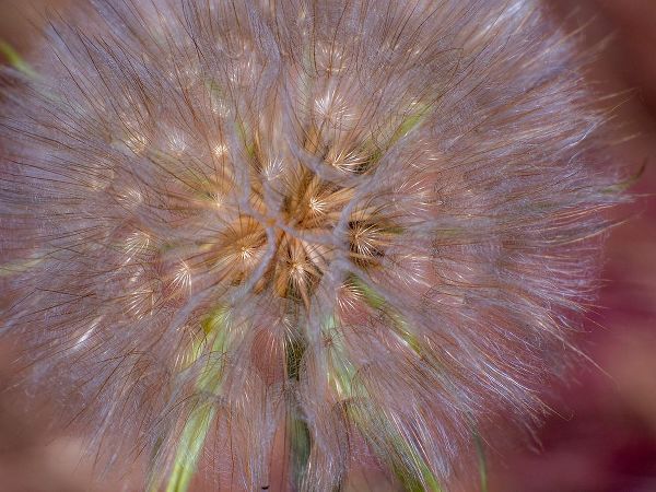 Gulin, Sylvia 아티스트의 USA-Washington State-Eastern Washington fluffy seed head of Salsify dandelion작품입니다.